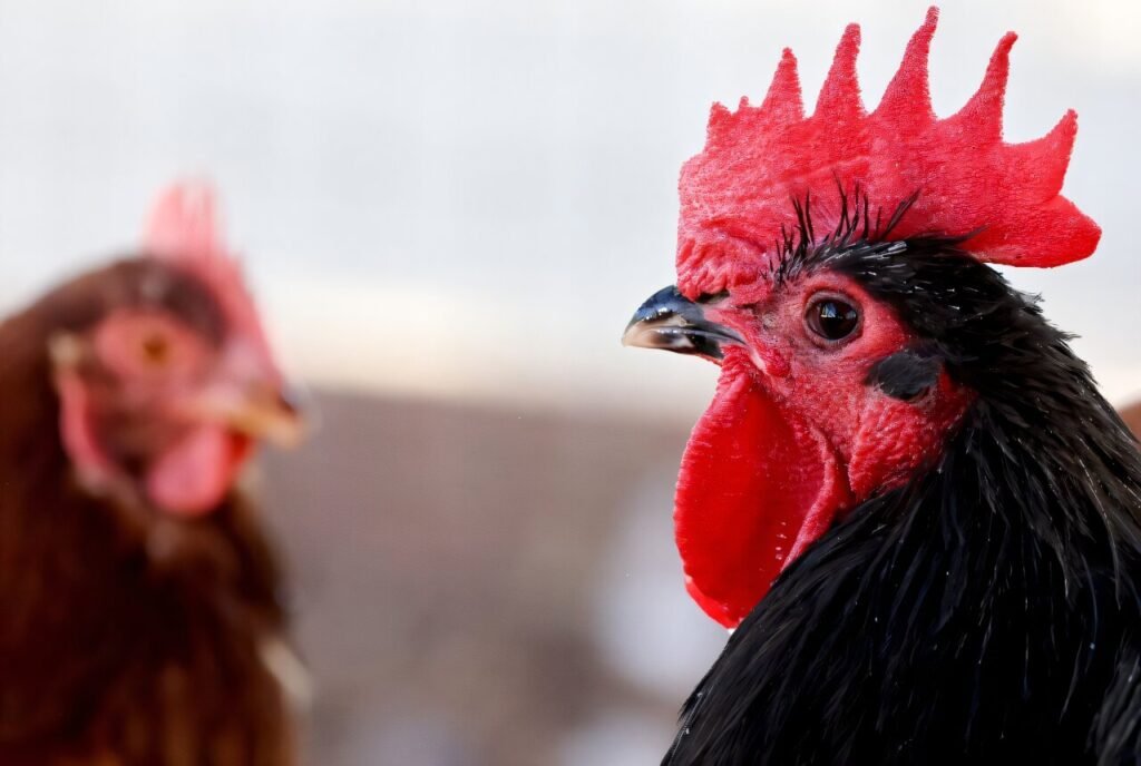 Experts warn of bird flu’s pandemic threat