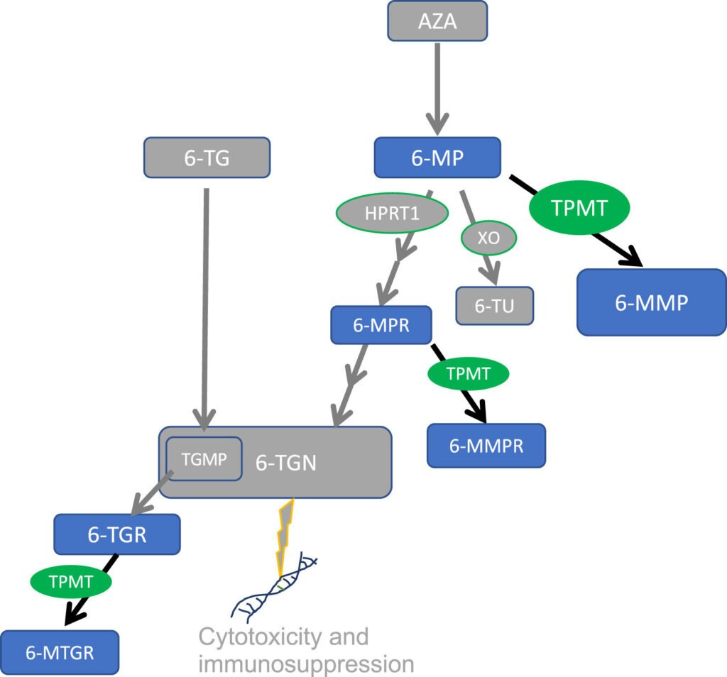 Gene variant linked to reduced thiopurine metabolism in African ancestry