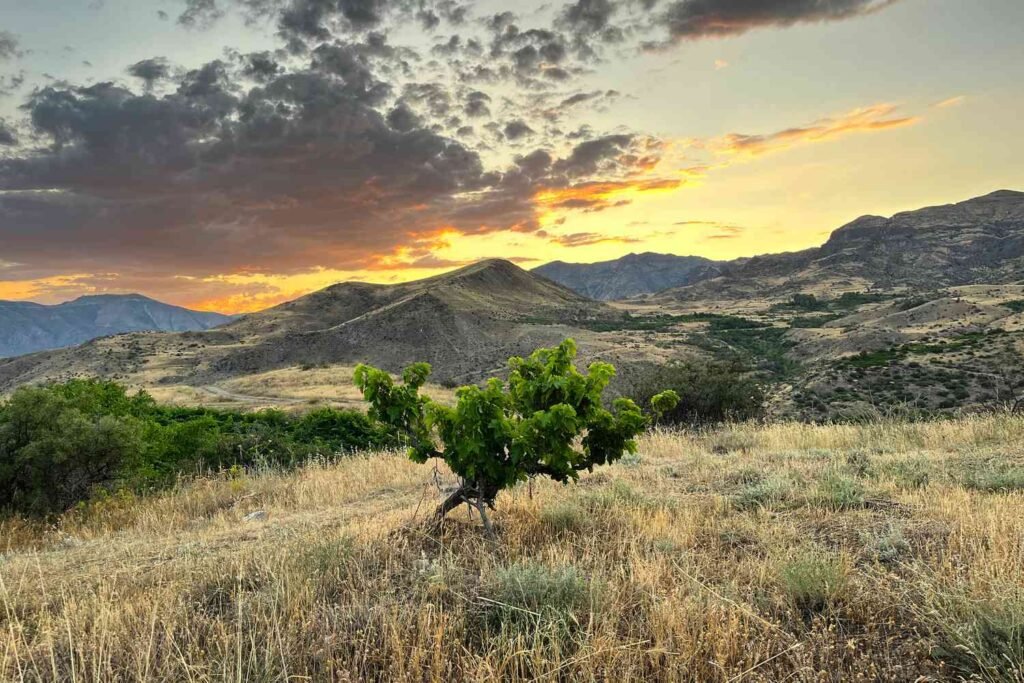 In Armenia, Old Vines Chart a New Future for Wine