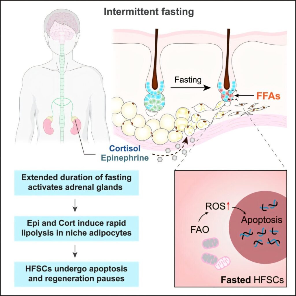 Intermittent fasting may slow hair regrowth