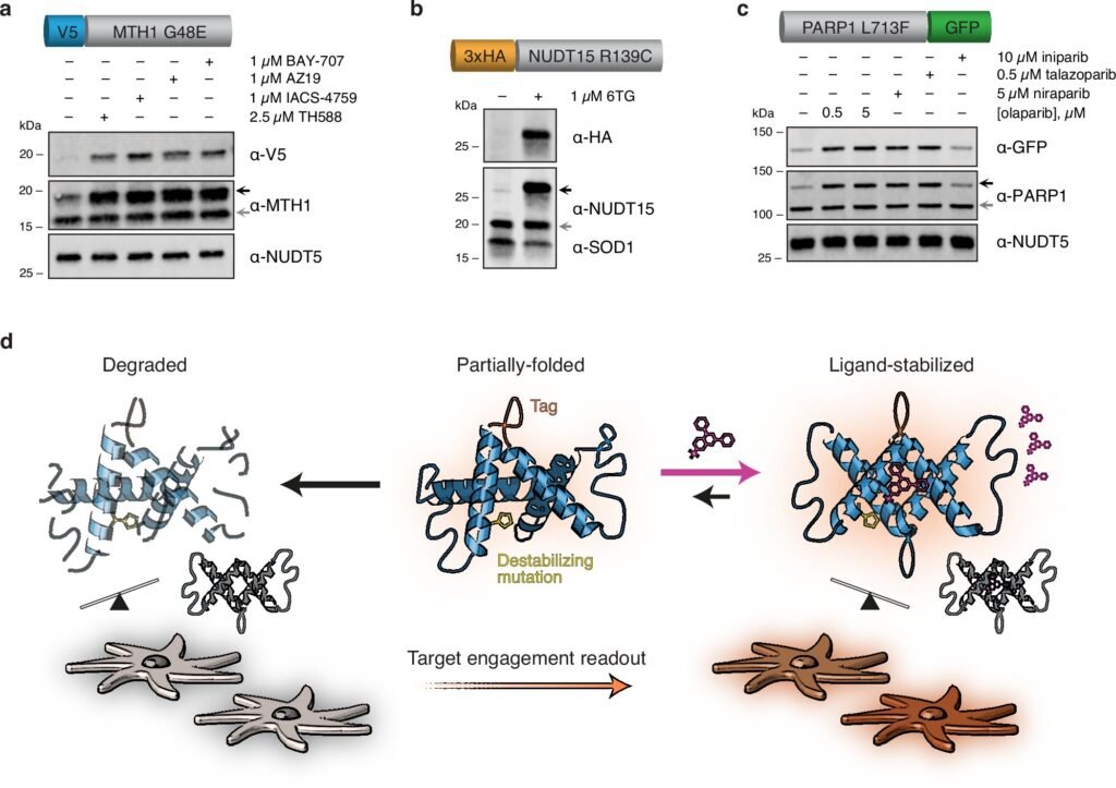 New method of drug discovery and development offers better understanding of how drugs work