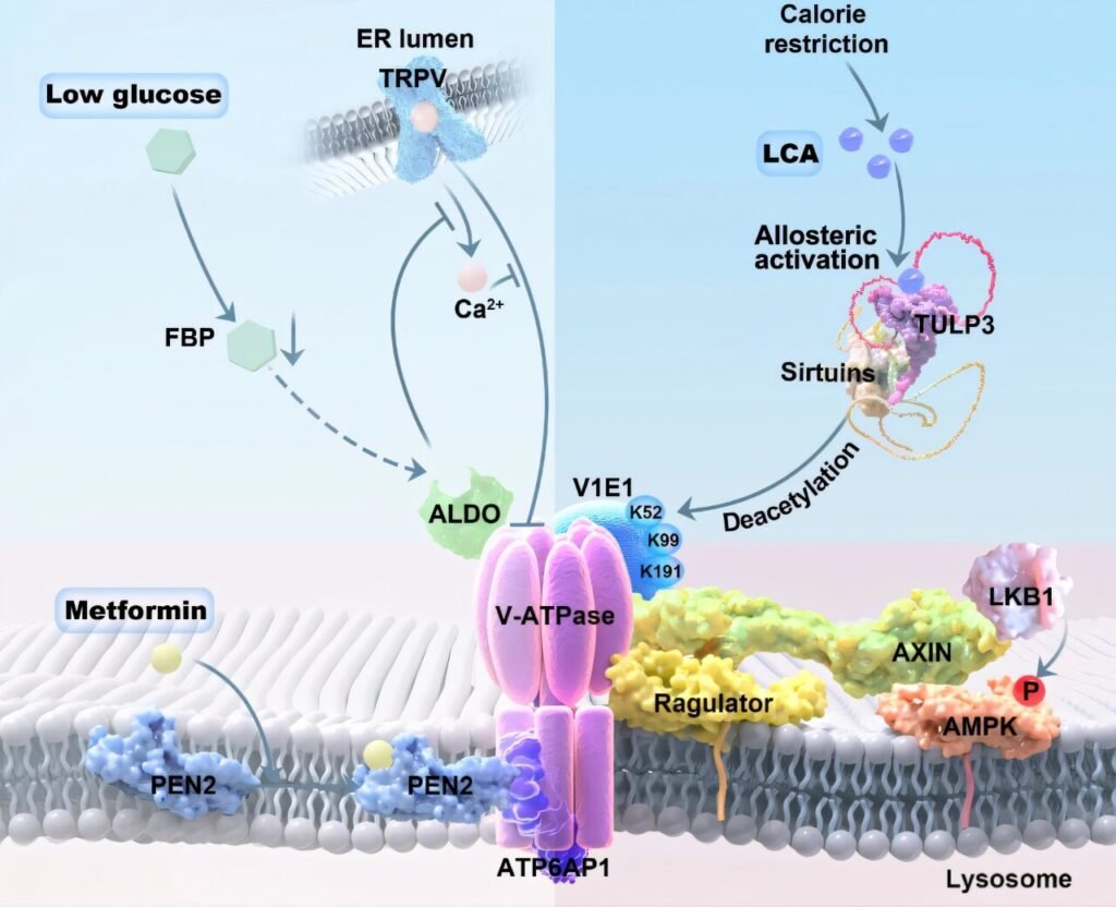 Research reveals a molecule that may help slow aging while on a restricted diet