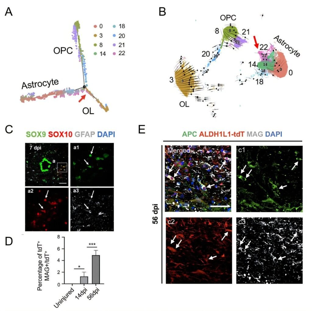 Cross-species study reveals new insights into spinal cord injury repair