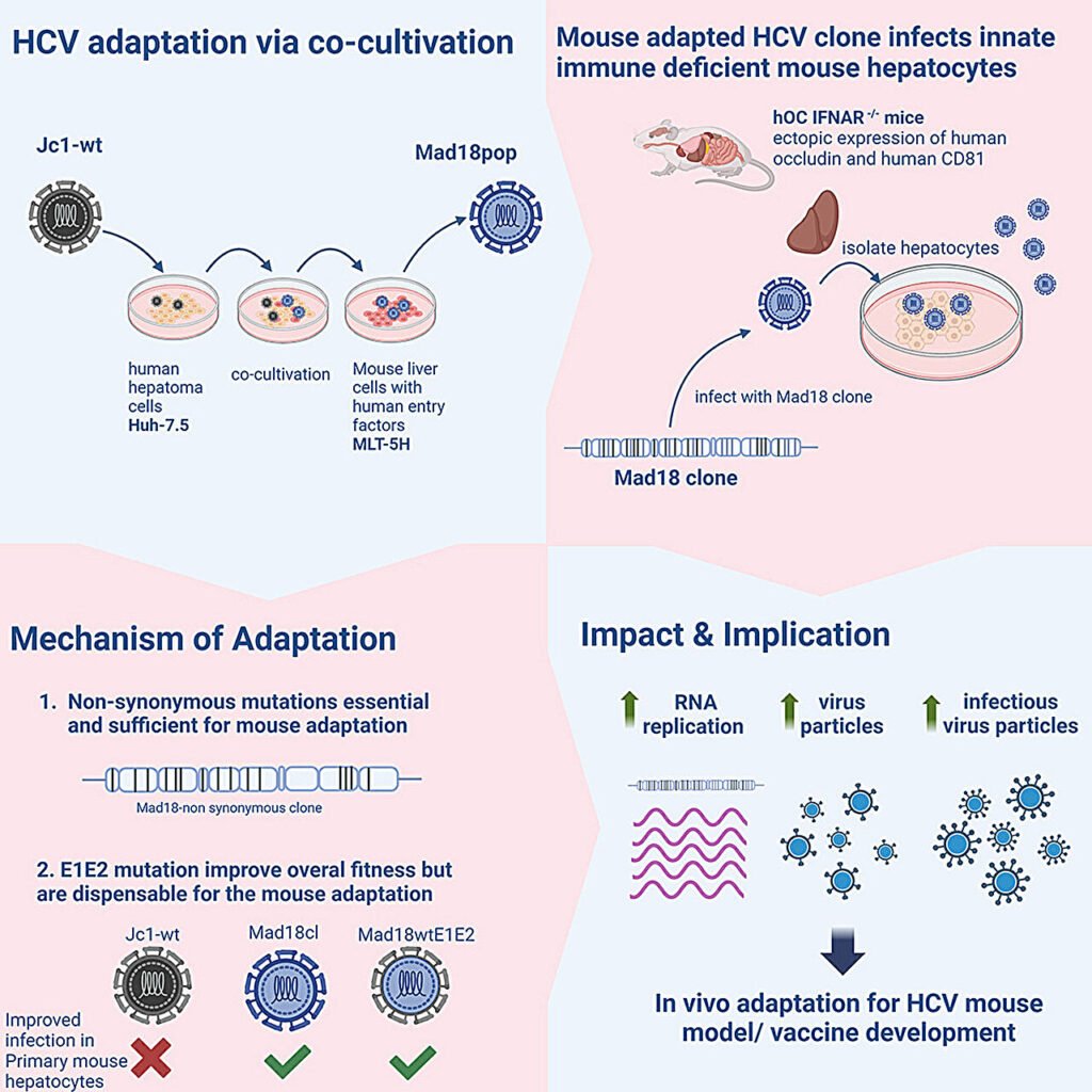 Hepatitis C virus variant that allows infection in mice expands research opportunities