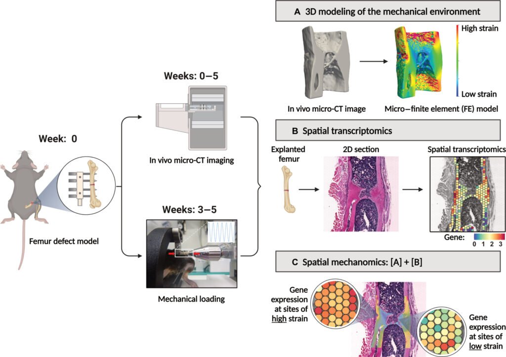 Mapping gene activity in mechanically stressed bones reveals potential treatment pathways