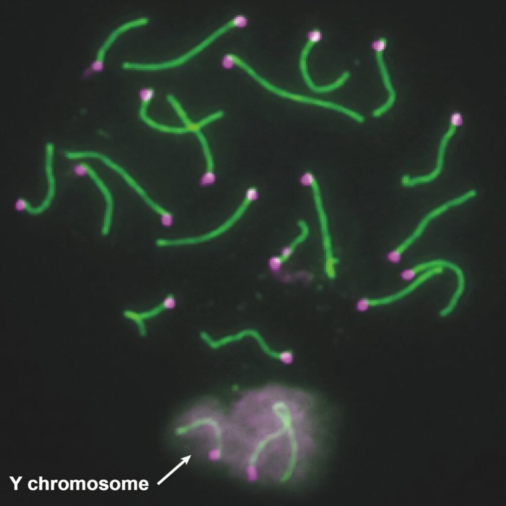 Uncovering the role of Y chromosome genes in male fertility in mice