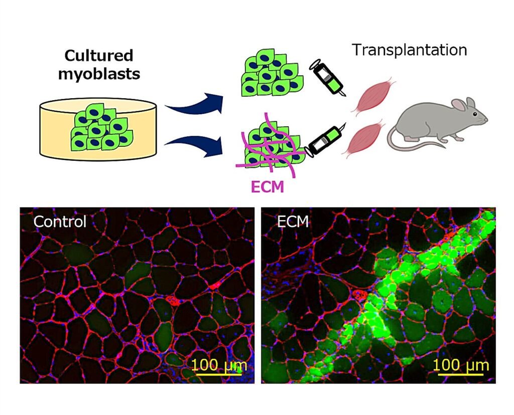 Cellular ‘scaffold’ enables myoblast implants on healthy muscle to advance regenerative medicine