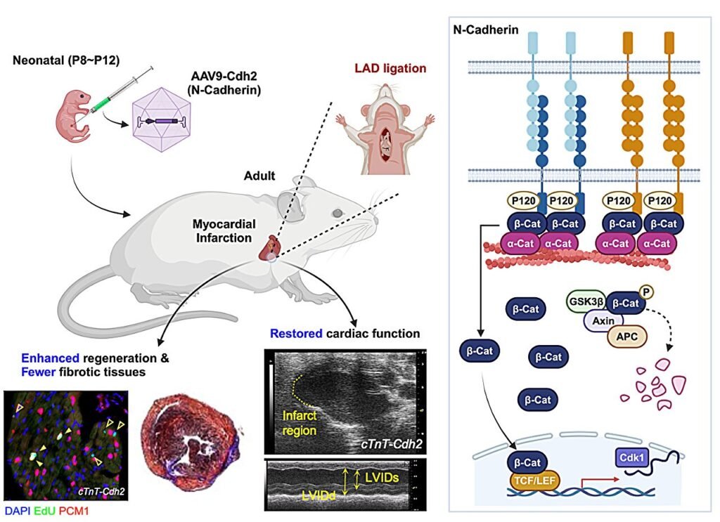 How a key junctional protein may unlock the potential of cardiac regeneration