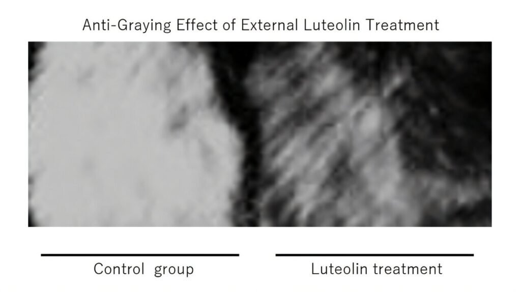 Luteolin, an antioxidant in vegetables, may contribute to the prevention of hair graying