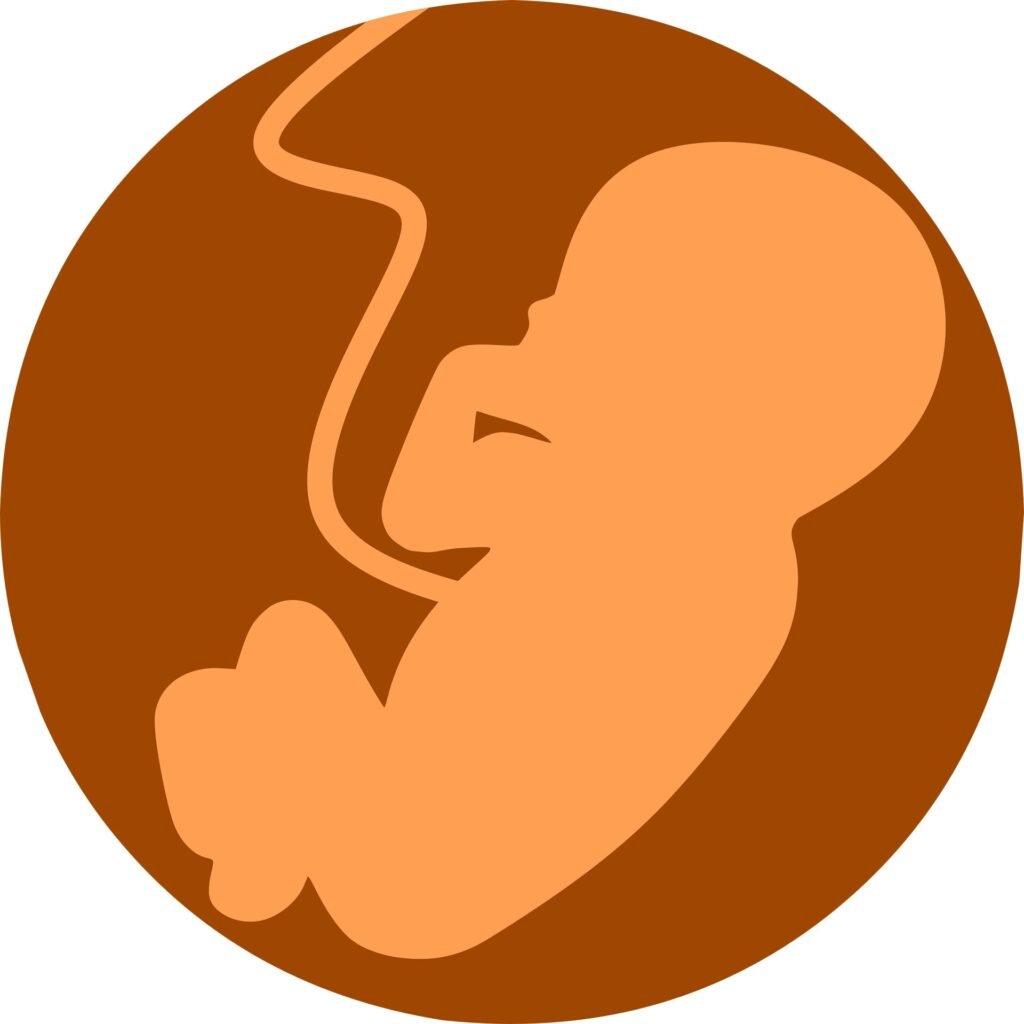 Mathematical model reveals surprising light levels in the womb, reshaping fetal vision understanding