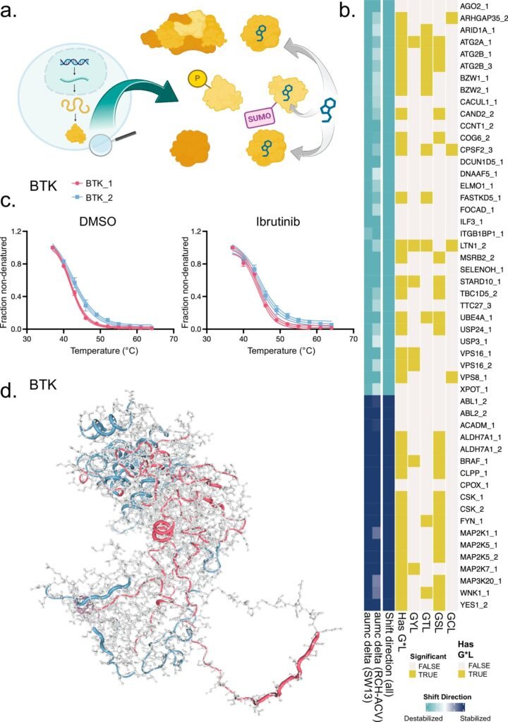 New approach for studying drug-proteoform interactions can improve cancer treatments