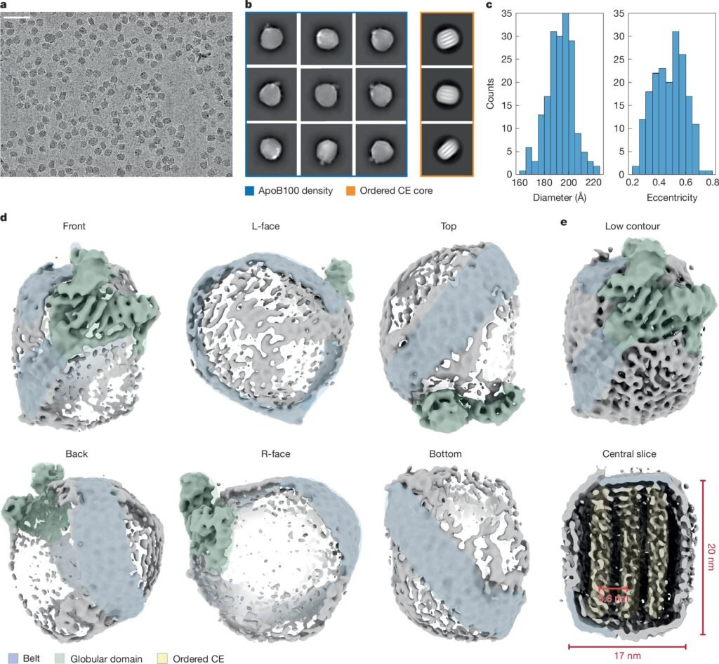 Protein structure at the heart of heart disease discovered
