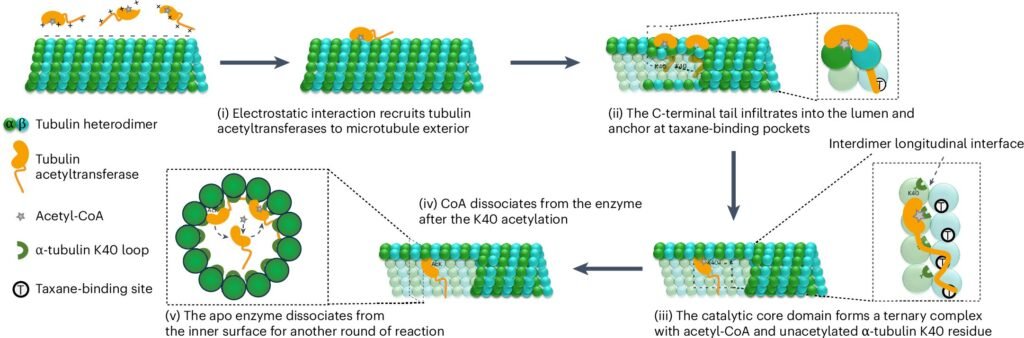 Scientists uncover key mechanism linking microtubules and chemotherapy, enhancing cancer drug efficacy