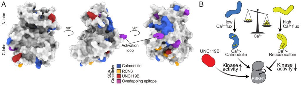 Scientists uncover method to halt key driver of prostate and other cancers