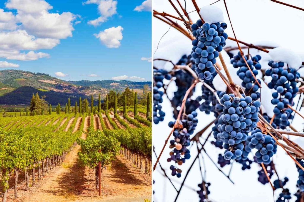 The Difference Between Cool Climate and Warm Climate Wines