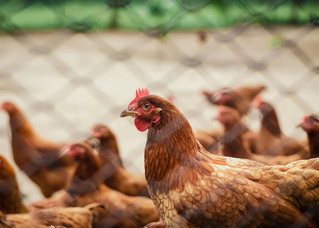 What can you do to prevent getting bird flu?
