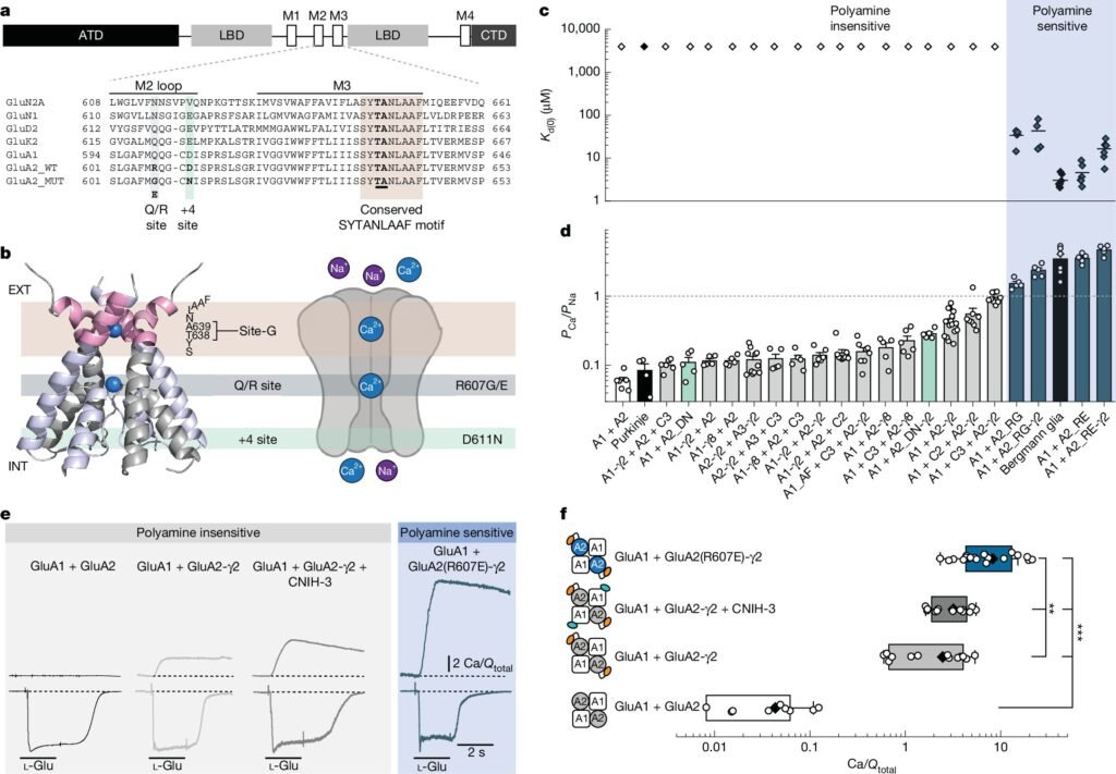 Breaking binary rules for GluA2-containing AMPA receptors in calcium transport