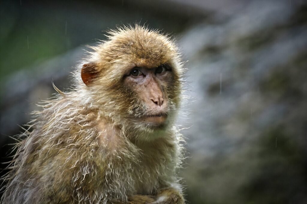 Ebola-infected monkeys cured with a pill, sparking human treatment hopes