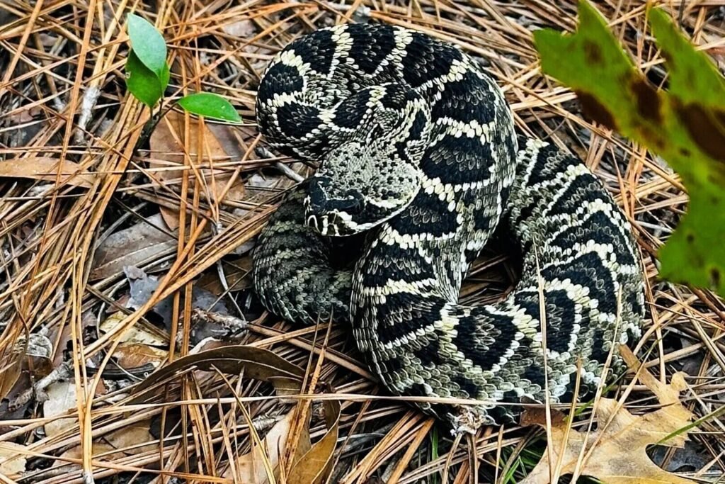 Lessons learned from 20 years of snakebites