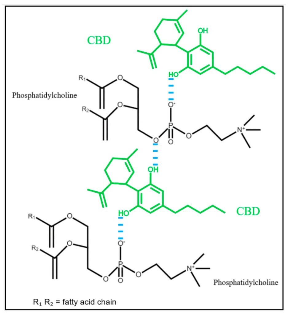 New cannabis formula to help epilepsy, multiple sclerosis sufferers