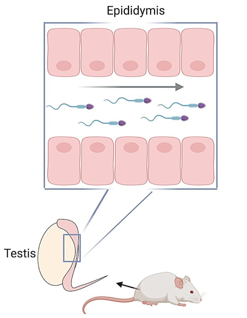 Study reveals four novel genes required for male fertility in mice