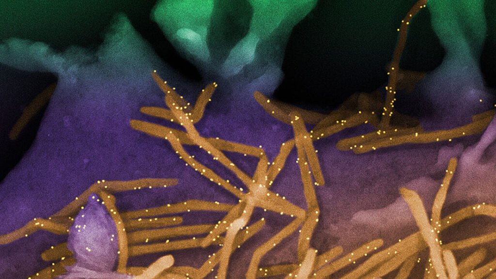 Understanding how ENSO cycles impact immunity and outbreak patterns