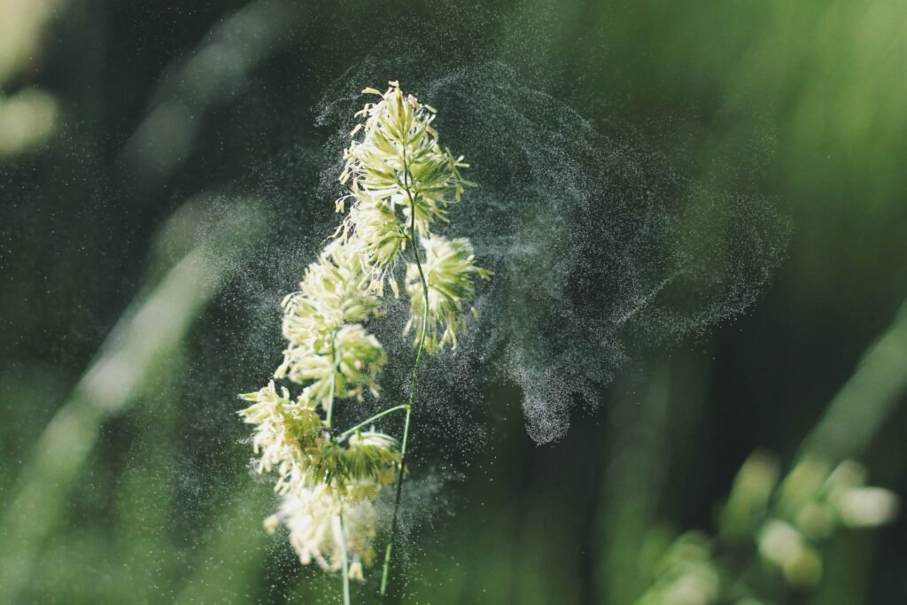 Is nitrogen fertilizer supercharging allergy-causing pollen?
