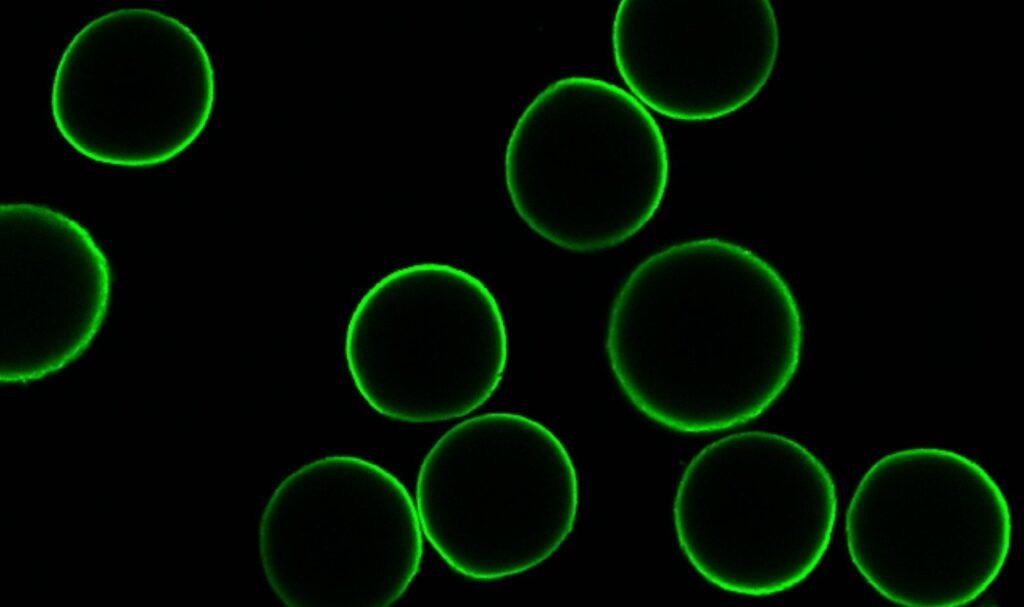Modified antibody fragment blocks fertilization, paving way for nonhormonal contraceptive