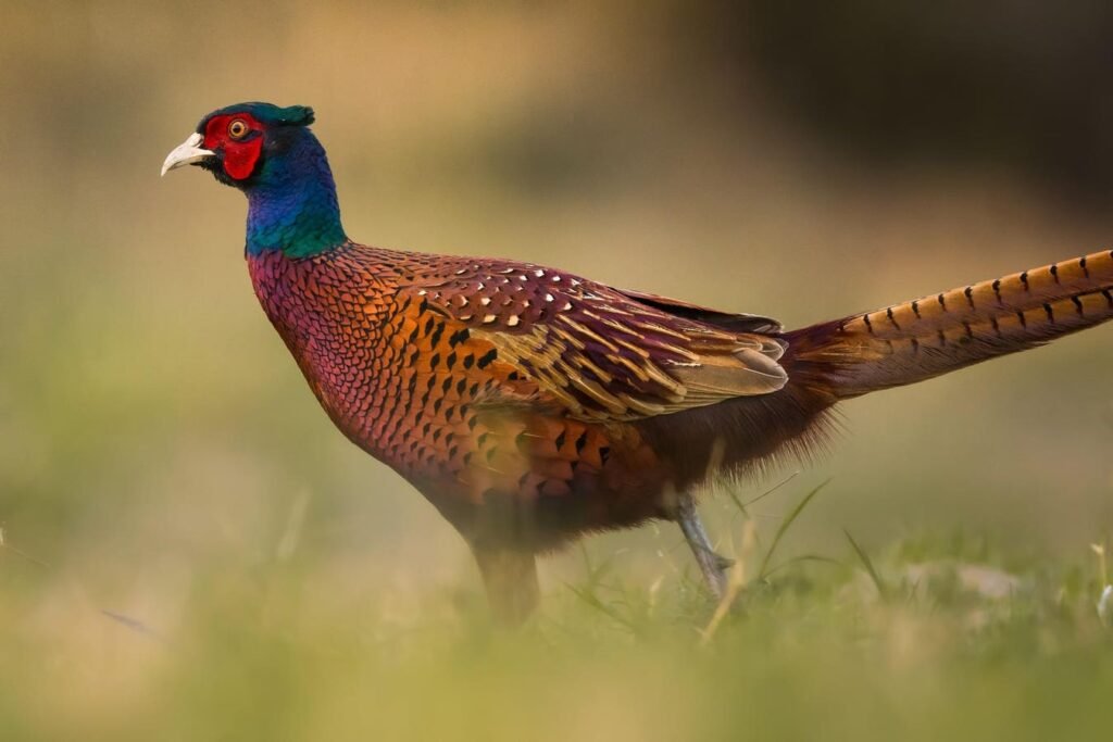 We’re Releasing Millions Of Birds. The Ticks Are Thriving.