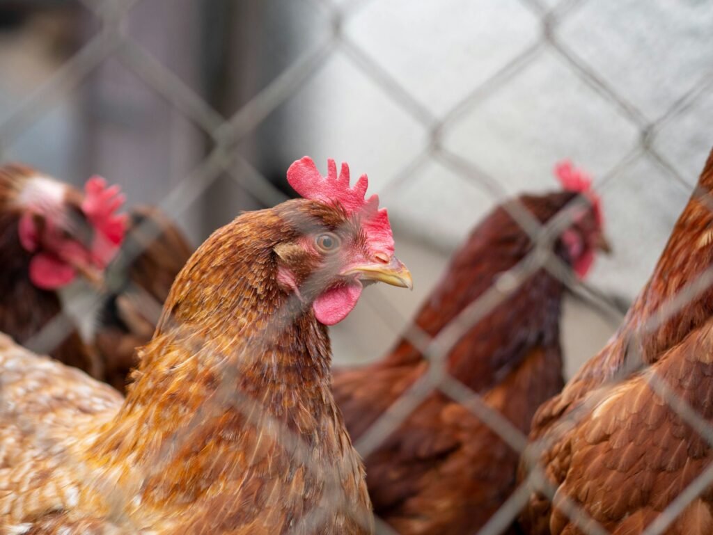 Bird flu outbreaks in mammals double, raising human risk: Report