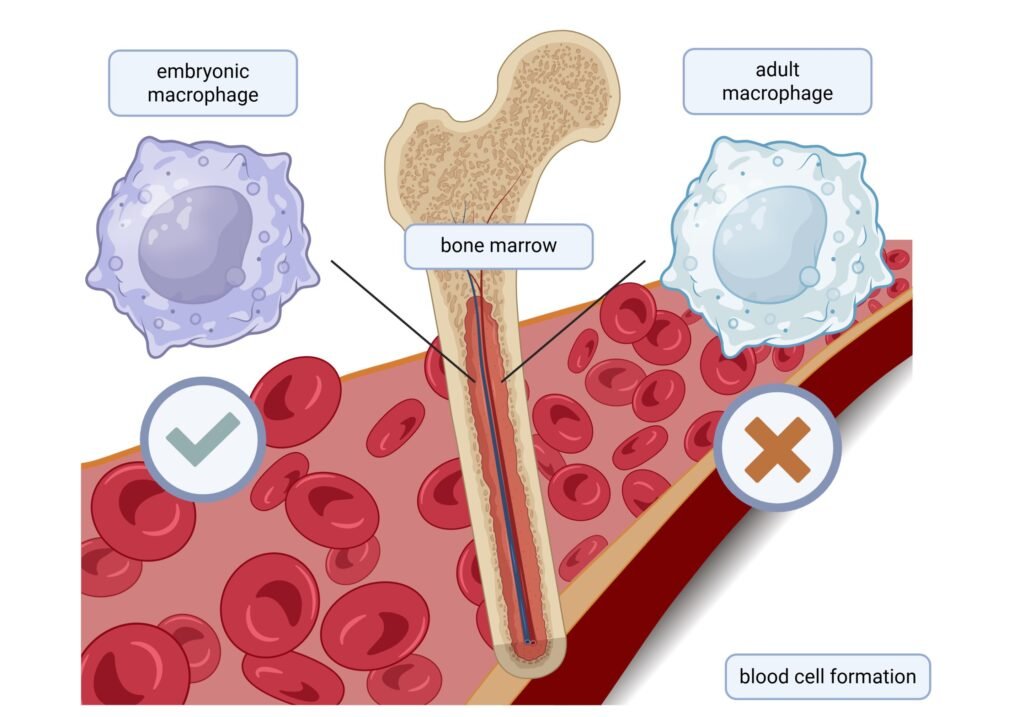 Embryonic macrophages found to control blood stem cell numbers in bone marrow