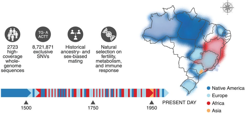 Genome mapping of Brazil’s diverse population uncovers new variants linked to health
