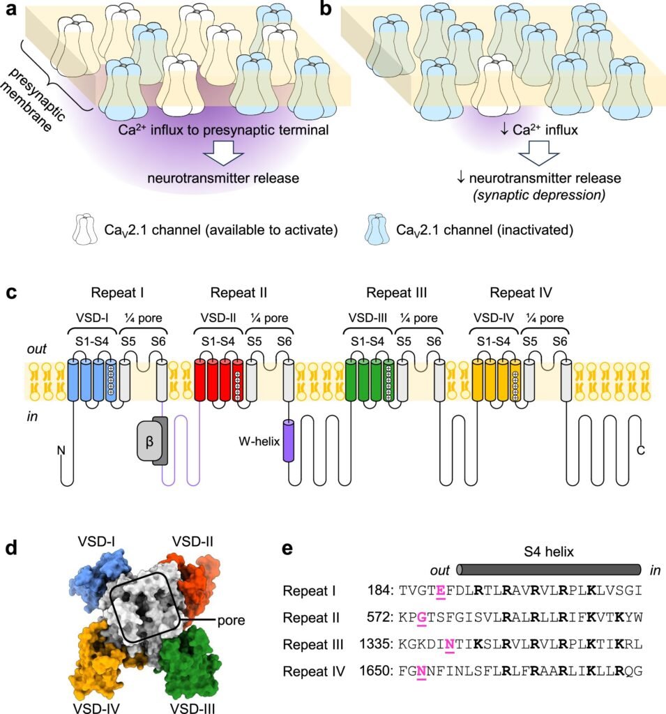 How molecules can ‘remember’ and contribute to memory and learning