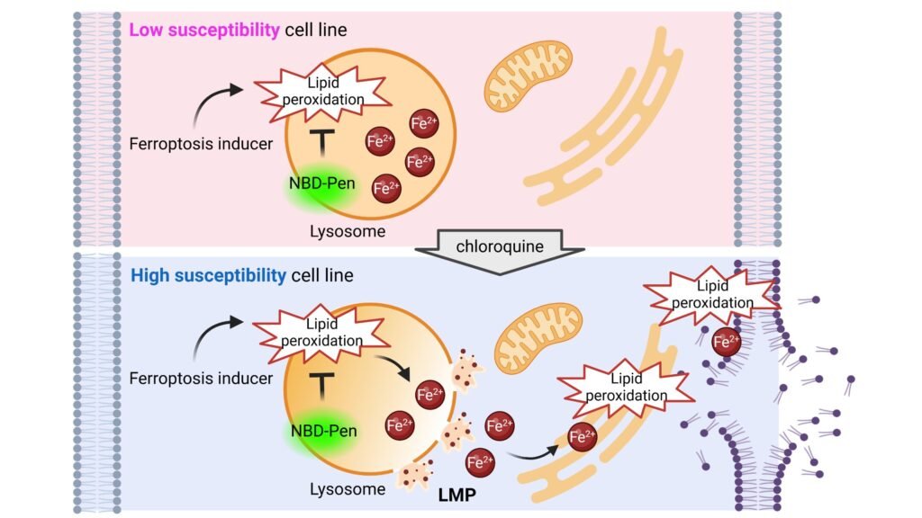 Lysosome destabilization found to drive iron-dependent cell death in cancer