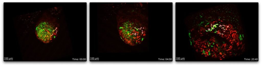 New findings reveal how the heart is organized from the earliest stages of embryonic development