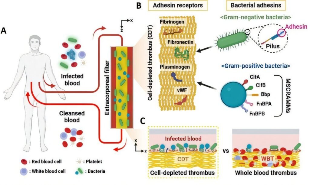 Novel blood purification technique eliminates antibiotic-resistant bacteria via artificial clots