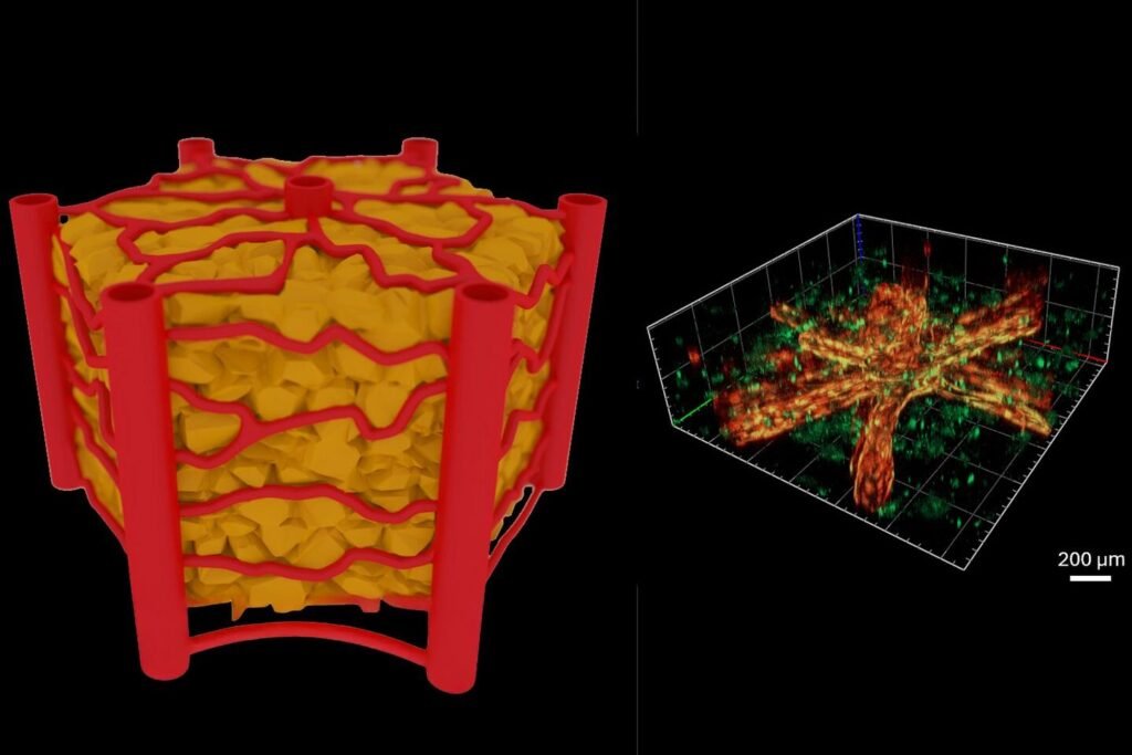 Researchers create miniature organ models in a rapid and reproducible manner