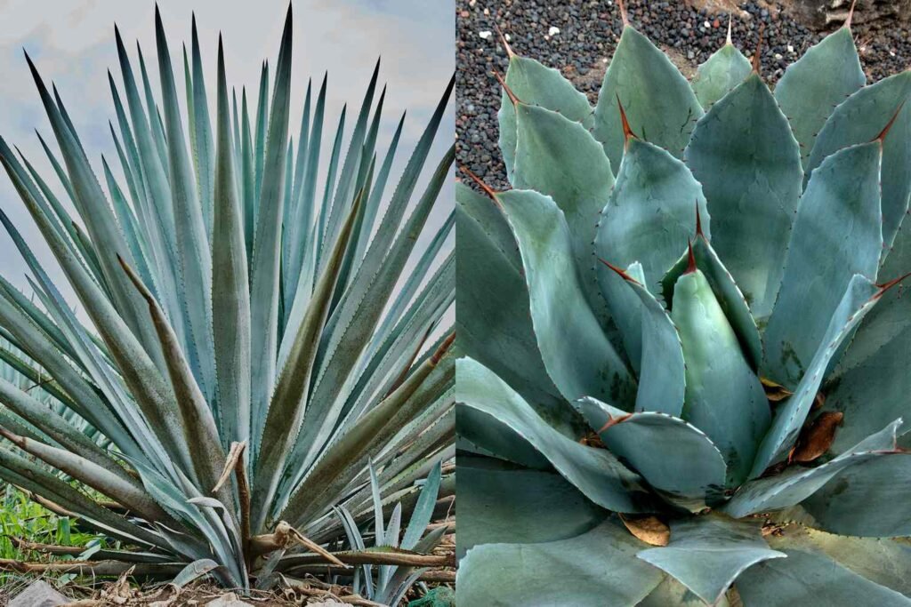 Tequila vs. Mezcal: What’s the Difference?