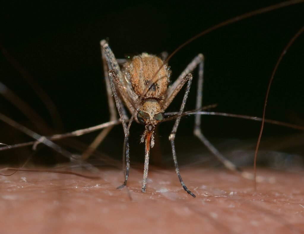 ‘Tis the season for ticks and mosquitoes—a medical entomologist talks about these pests and how to avoid them