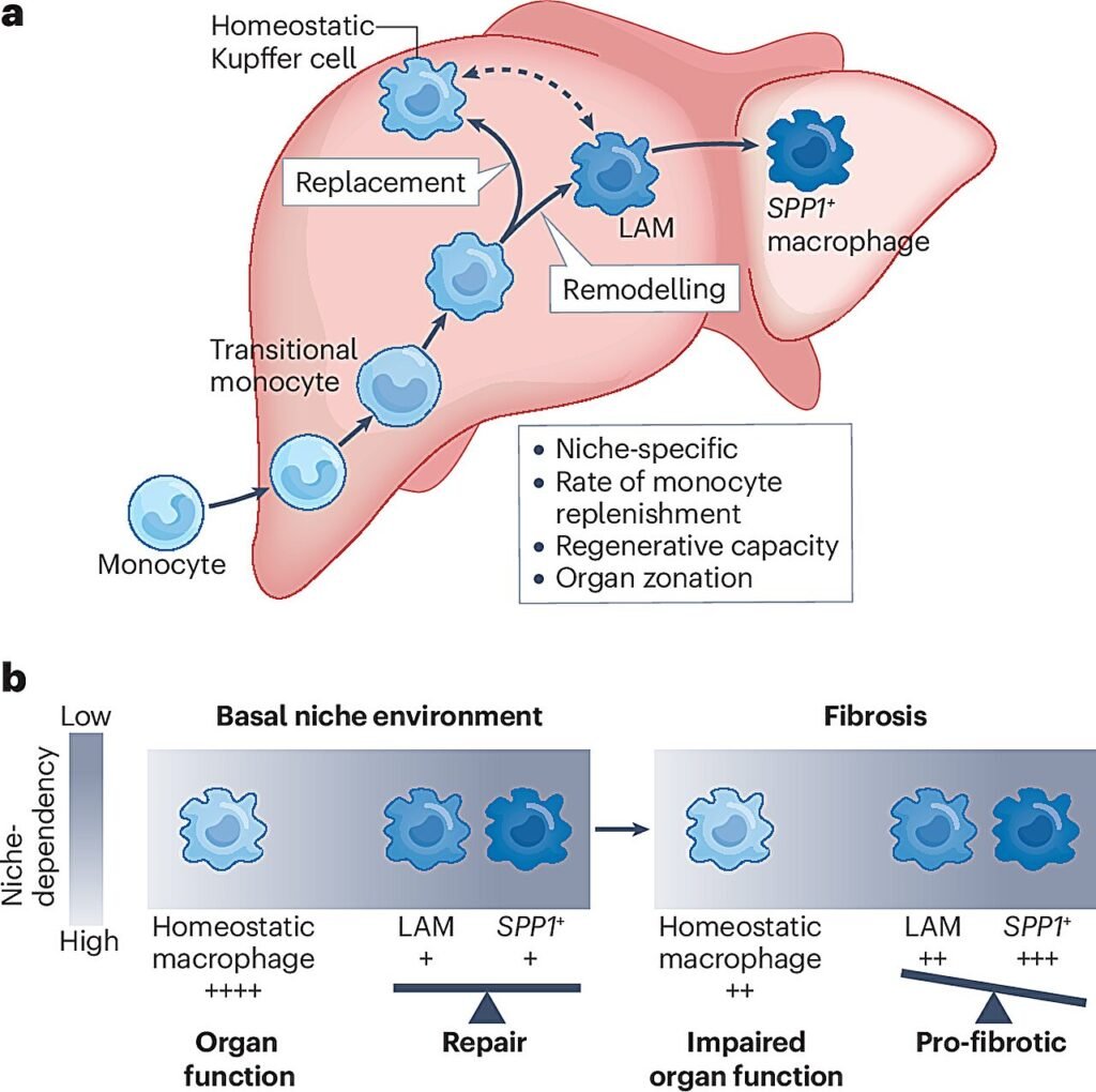 A ‘handbook’ to fast-track breakthroughs in scarring research