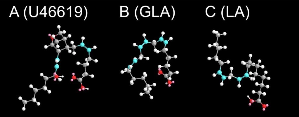 Gamma-linolenic acid found to help relax constricted coronary arteries