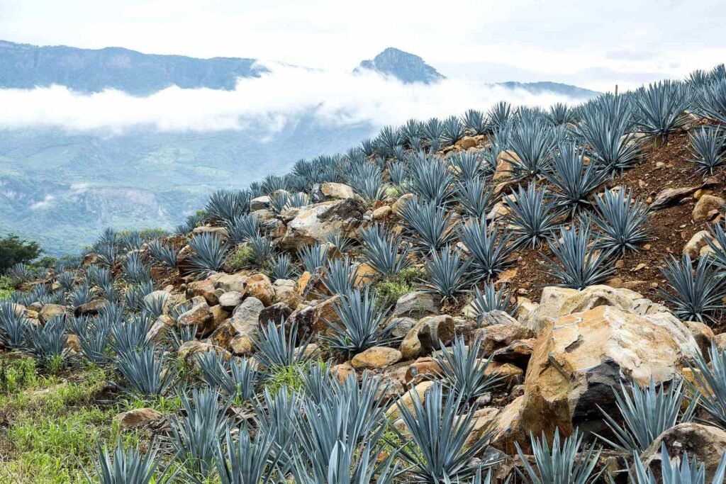 Highlands vs. Lowlands Tequila: The Differences