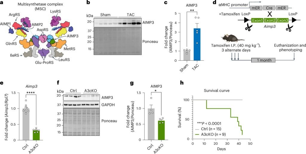 Molecular-level discovery points to heart protein AIMP3 as potential target for new cardiac treatments