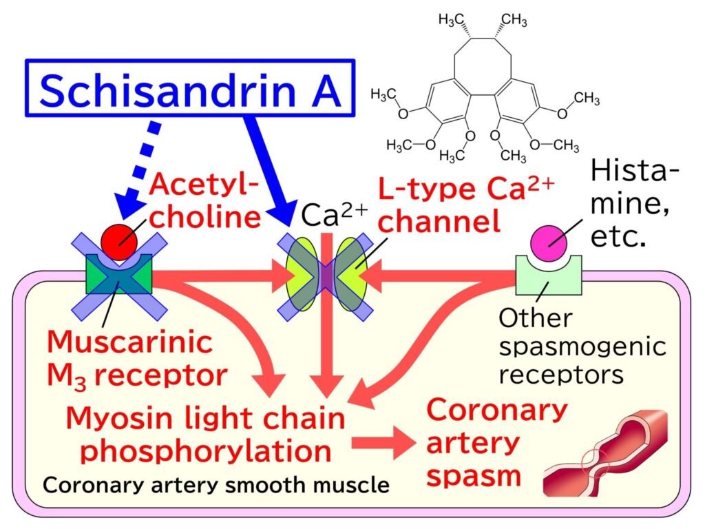 Natural compound from traditional Chinese medicine shows promise in preventing coronary artery spasms