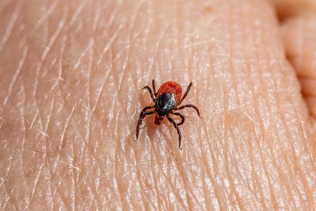 Newly identified proteins could help stop deadly fever virus spread