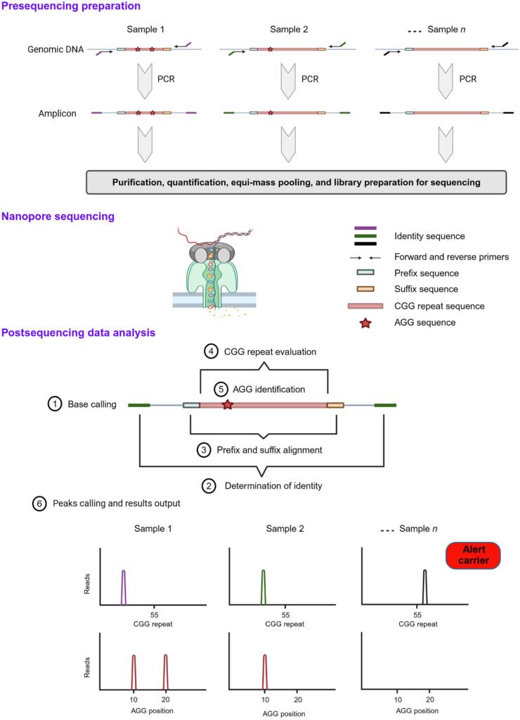 Novel assay promises more efficient screening for carriers of fragile X syndrome