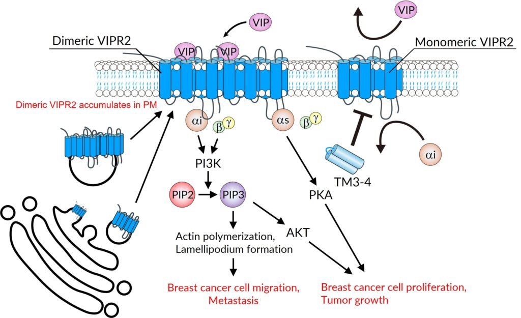 Potential anti-breast cancer drug identified
