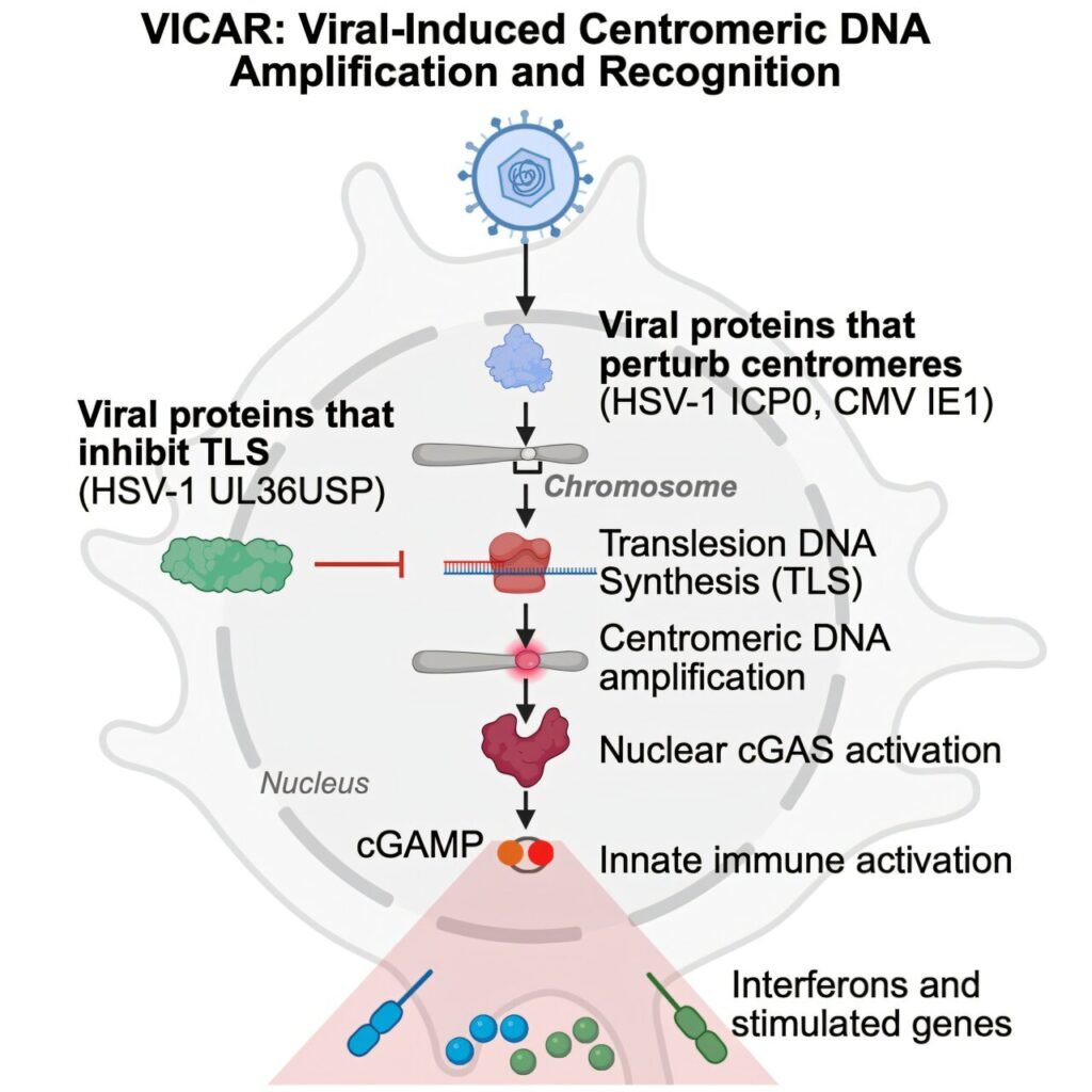 Researchers establish direct link between centromeres and immunity for the first time