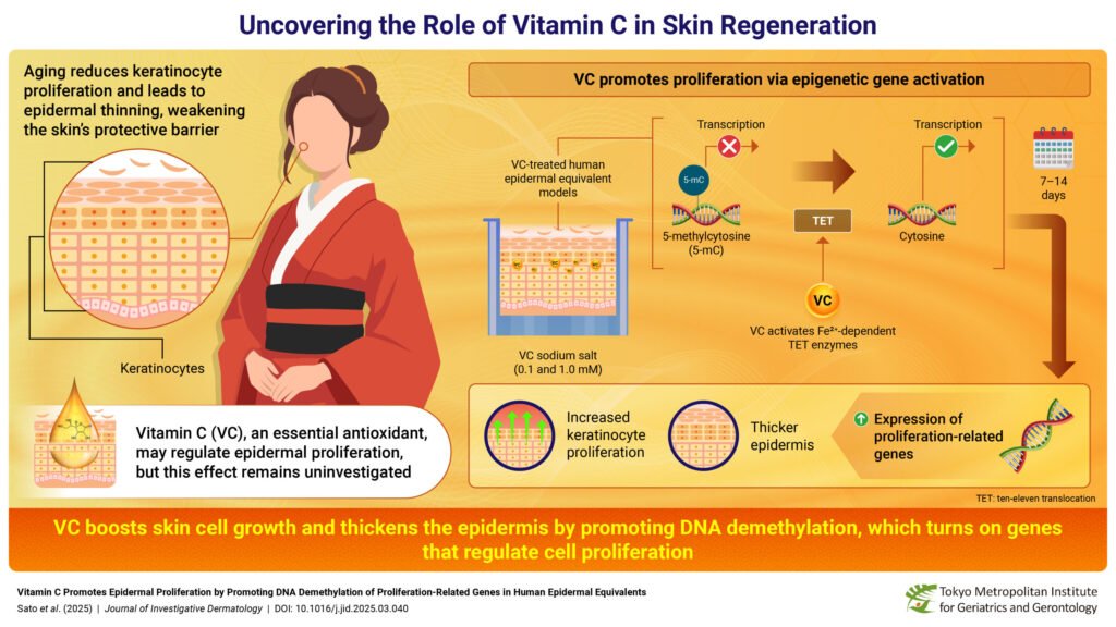Study finds vitamin C boosts skin thickness by reactivating growth genes