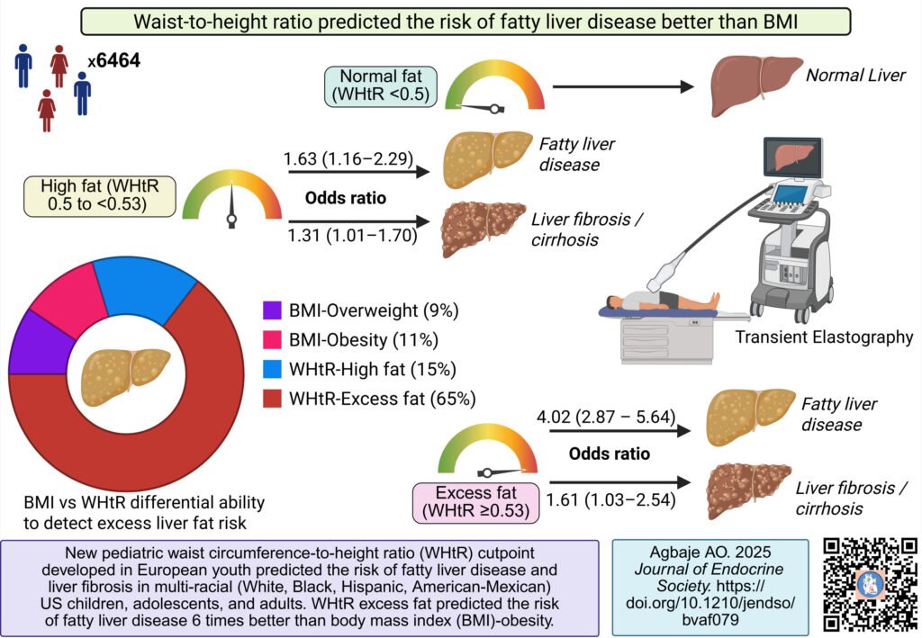 Waist-to-height ratio outperforms BMI in detecting the risk of fatty liver disease and liver cirrhosis